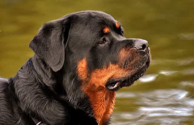rottweiler dog names male Archives | Dogs Lovers Blog
