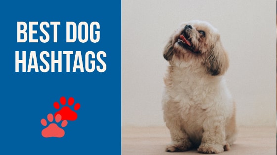 Best Dog Hashtags Popular On Instagram, Twitter 2022