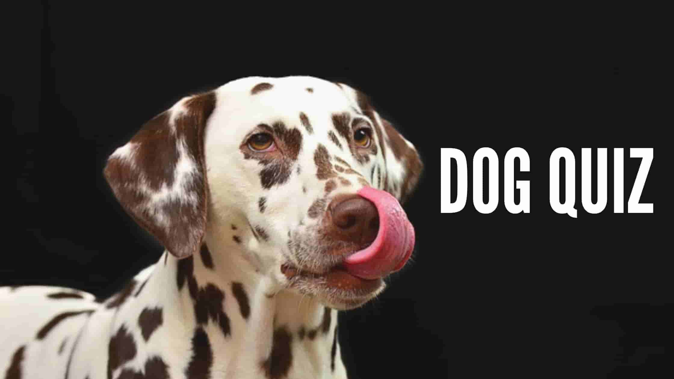 Famous Dog Quiz Questions And Answers Archives Dogs Lovers Blog