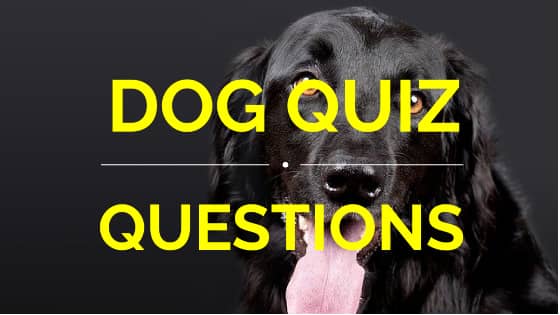 Dog Quiz Questions 2021 Put Your Knowledge To The Test