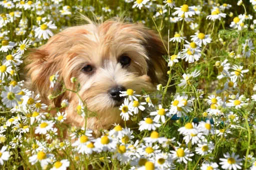 Havanese Dog Names Best Ideas
