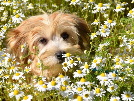 Havanese Dog Names Best Ideas