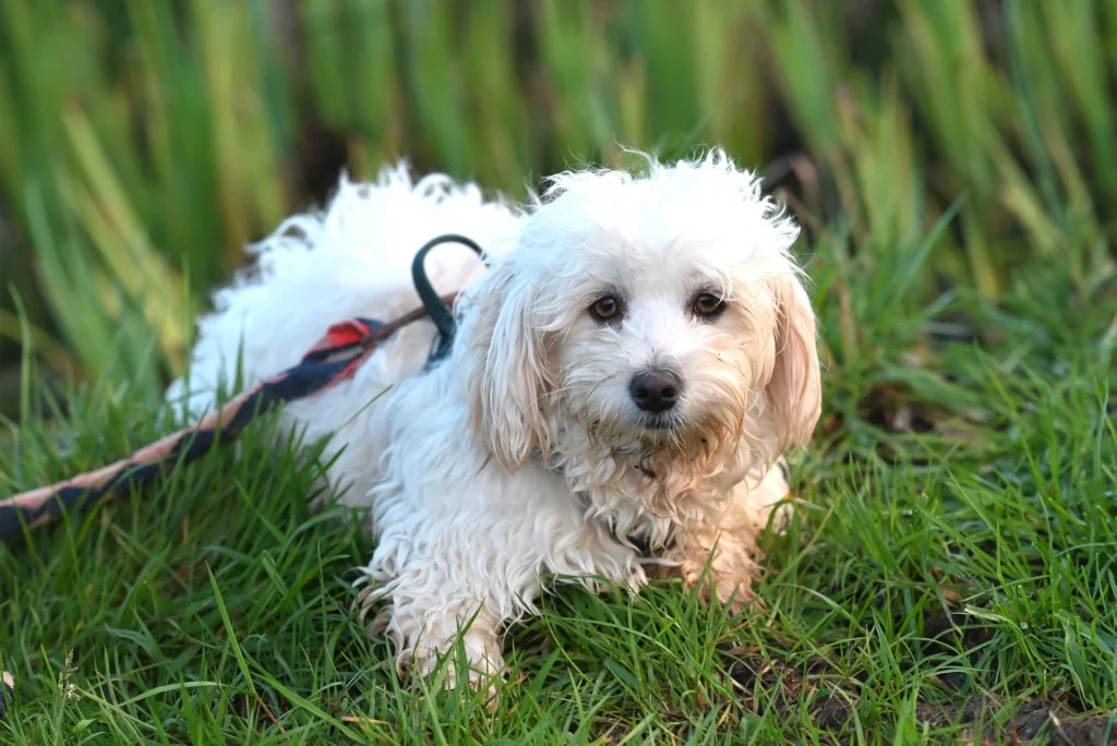Havanese dog with classic and creative name suggestions