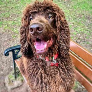 12 Curly Haired Dog Breeds That Are Absolutely Adorable!
