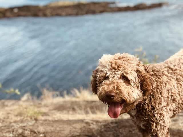 Lagotto Romagnolo -Curly Haired Dog Breeds