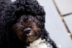 Portuguese Water Dog - Curly Haired Dog Breeds