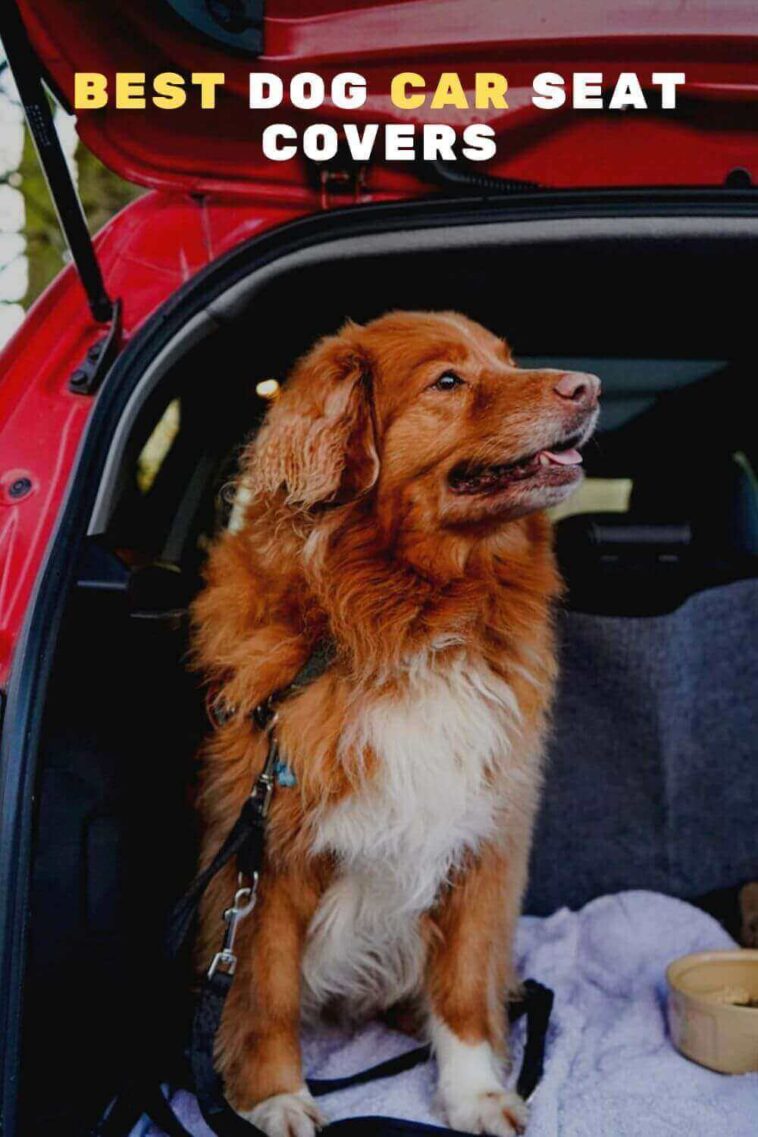 10 Best Dog Car Seat Covers That Will Keep Your Pets Safe and Secure