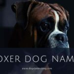 Boxer Dog Names