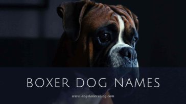 Boxer Dog Names