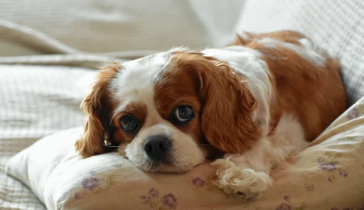 Cavalier King Charles Spaniel Names Complete Guide + Top Picks