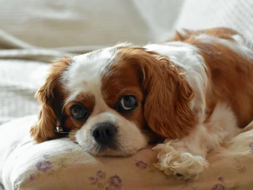 Cavalier King Charles Spaniel Names Complete Guide + Top Picks