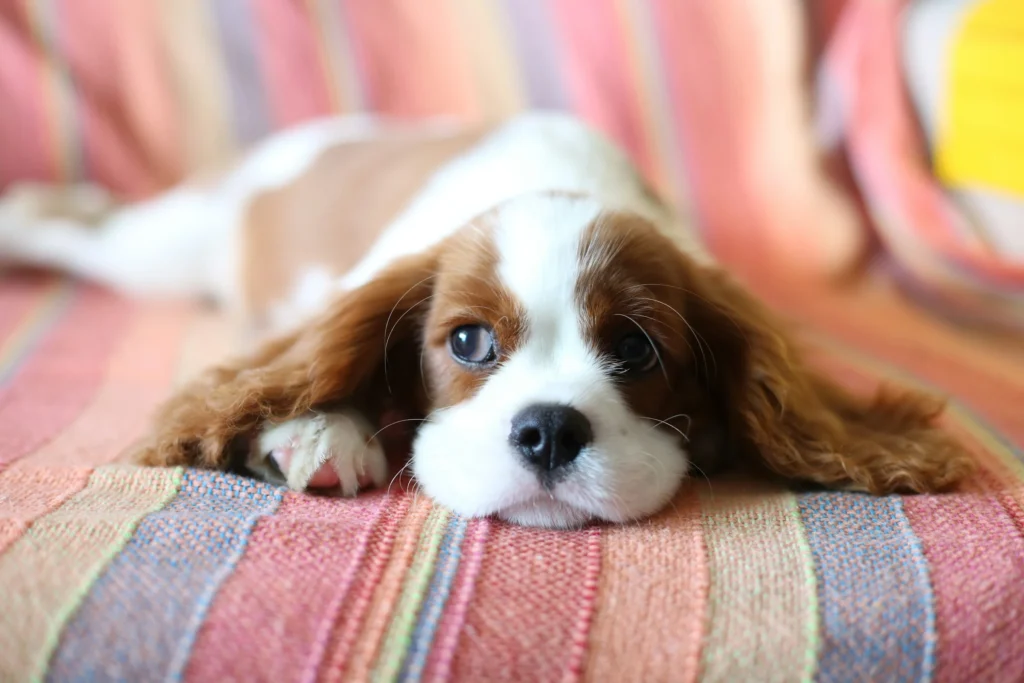 Cavalier-King-Charles-Spaniel-Names-Complete-Guide-Top-Picks