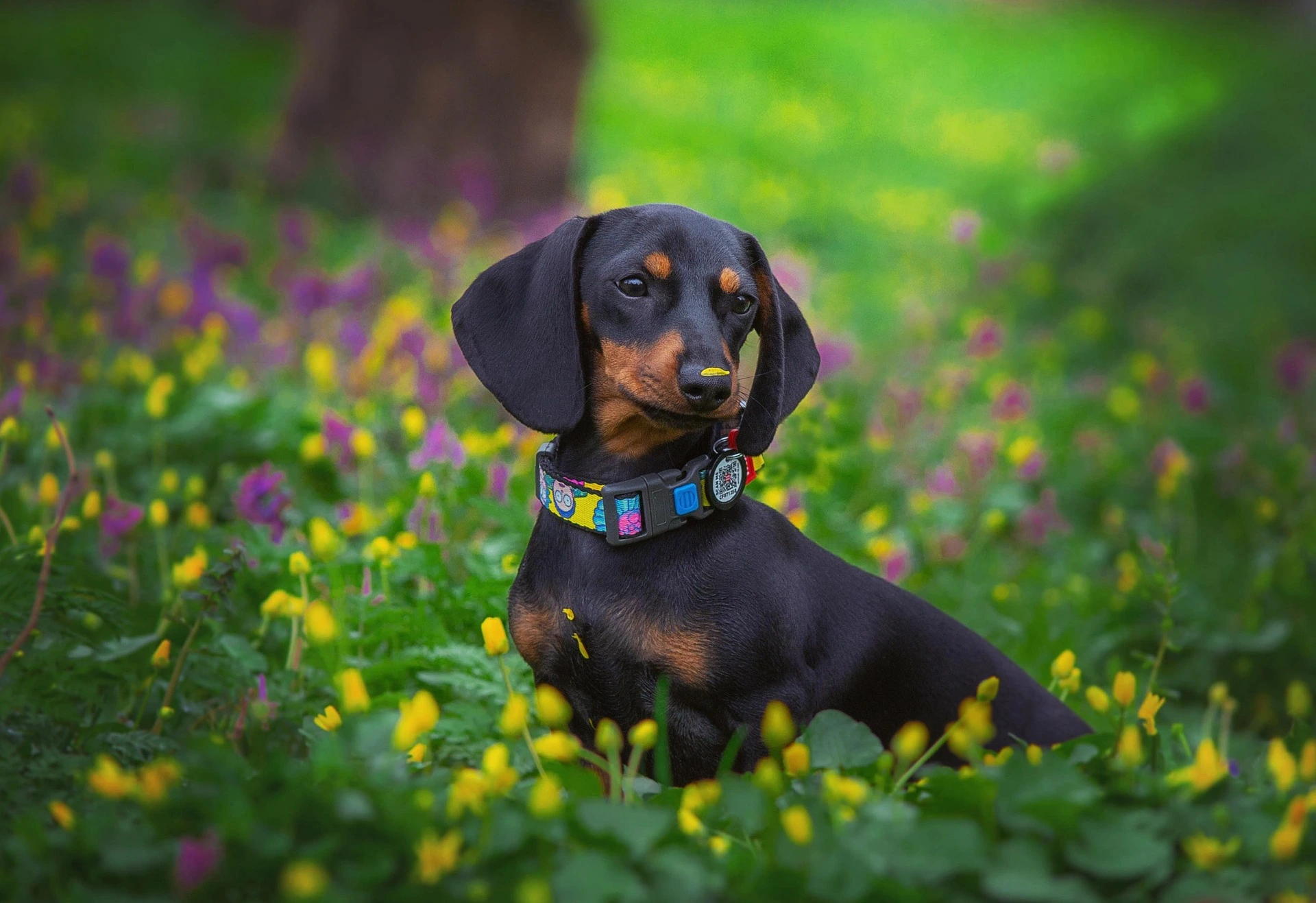 Dachshund-Dog-Names-That-Perfectly-Match-Your-Wiener-Dogs-Personality