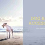 Dog Beach Accessories