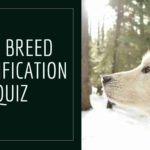 Dog Breeds Identification Quiz