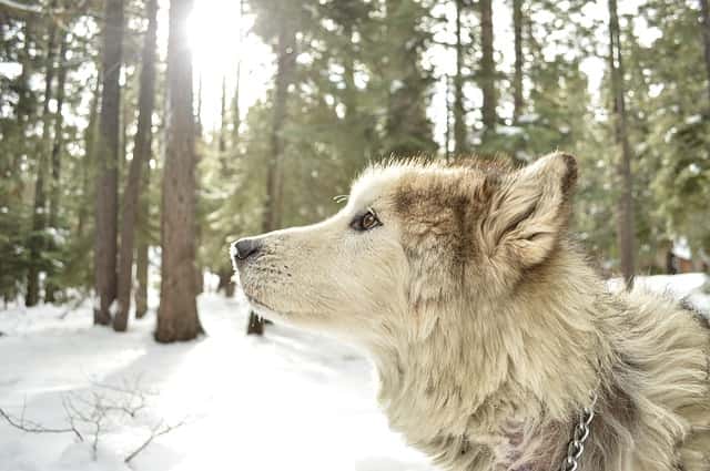 Dog Breed Identification Quiz - Alaskan malamute