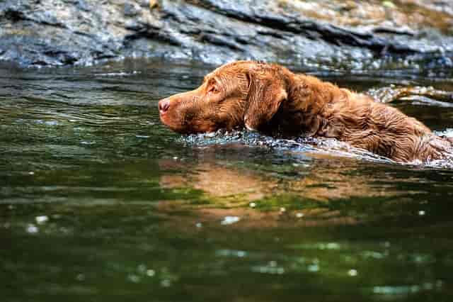 Dog Breed Identification Quiz - Chesapeake Bay retriever