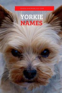 Yorkie dog names