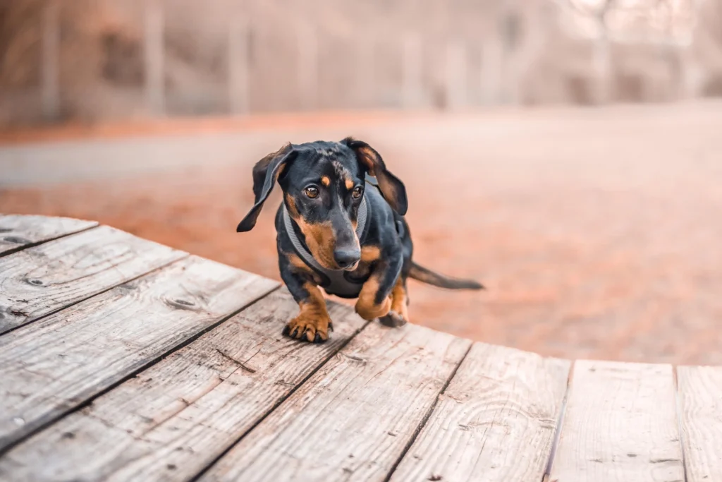 black-tan-dachshund-names-ideas