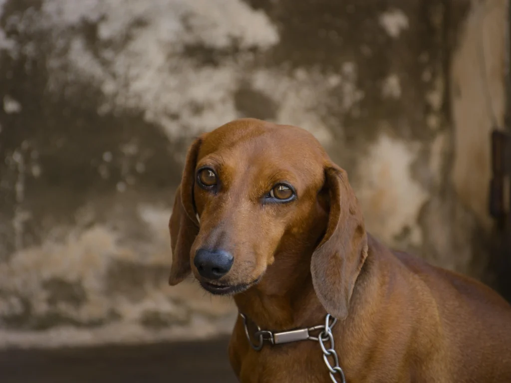 how-to-choose-dachshund-name