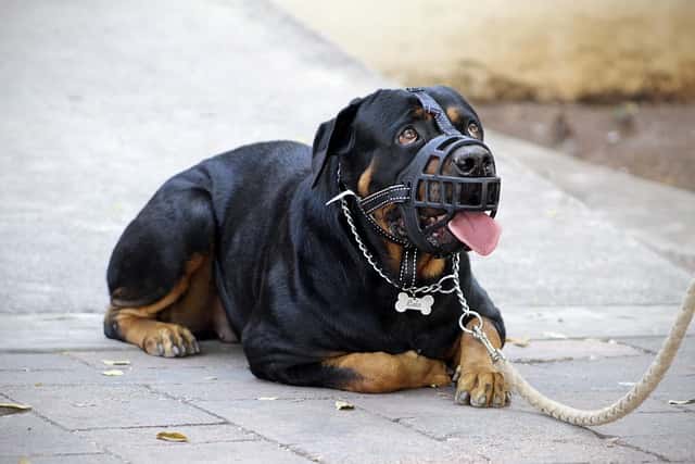 top rated dog muzzles