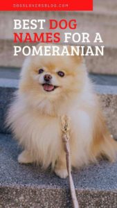 best dog names for a pomeranian