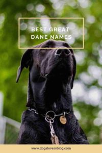 great dane dog names