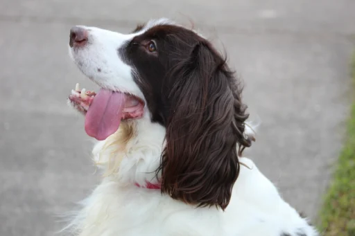 Best English Springer Spaniel Names