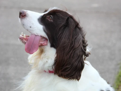 Best English Springer Spaniel Names