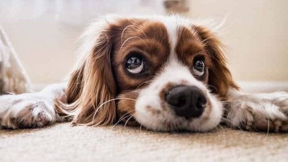 Best 3 Letter Dog Names In 2023 The Shorter Is Always Better 