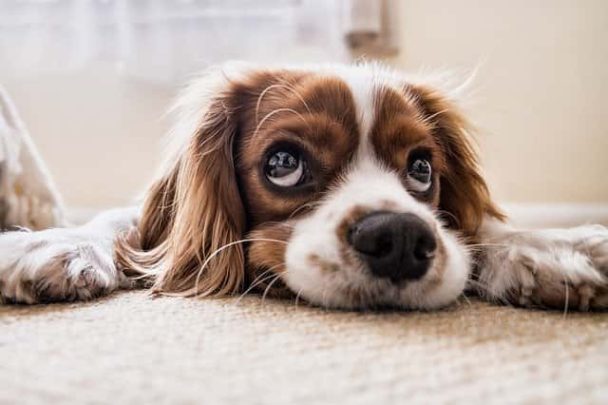 3 Letter Dog Names Boy Archives Dogs Lovers Blog