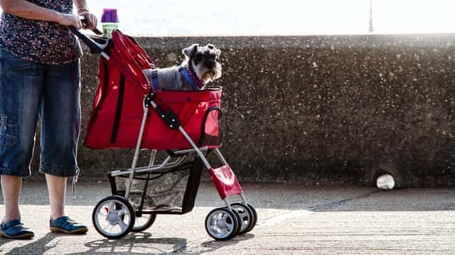 top dog strollers