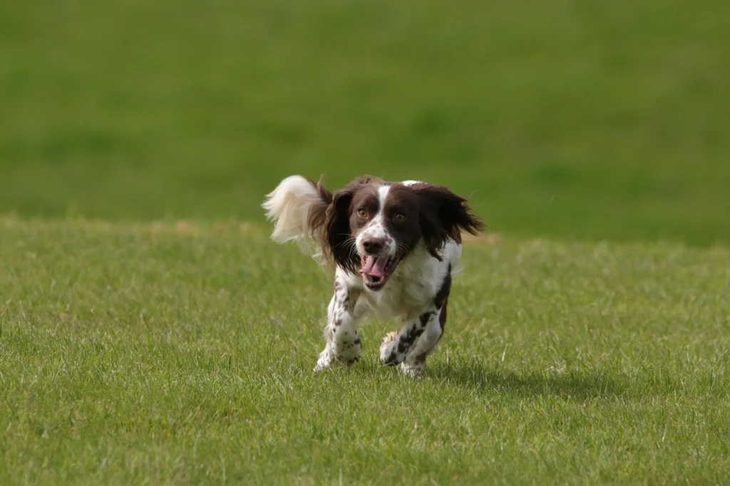 cute-english-springer-spaniel-puppy-naming