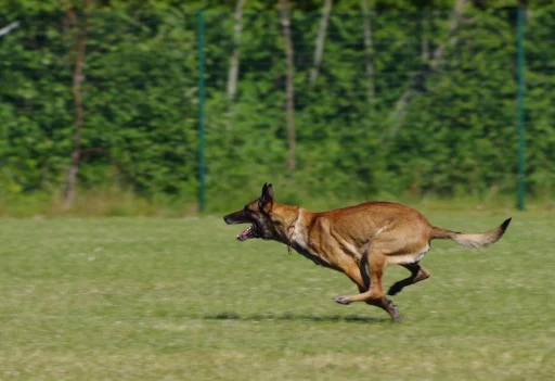 Belgian Malinois Dog Names