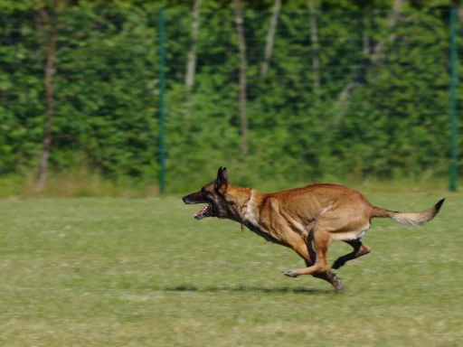 Belgian Malinois Dog Names