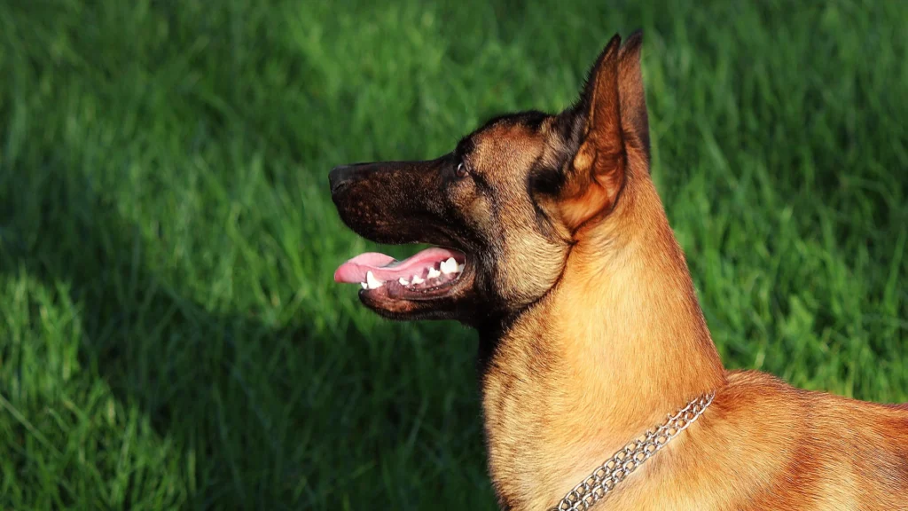 Belgian Malinois Dog Names The Ultimate Guide