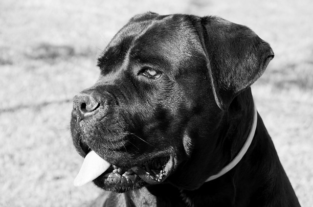 Cane Corso Dog Names