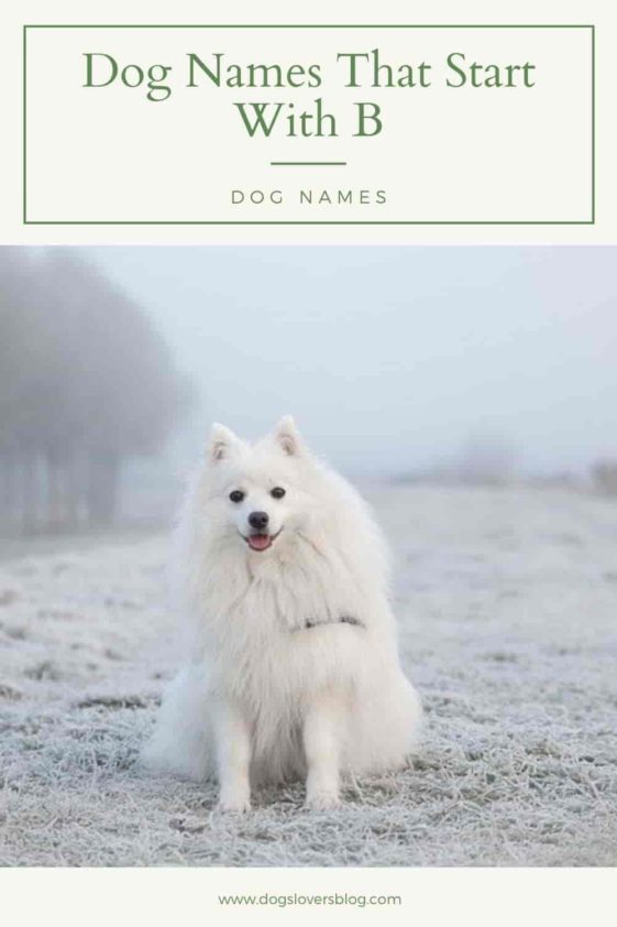 500-best-and-brilliant-dog-names-that-start-with-b