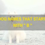 Dog Names That Start With B