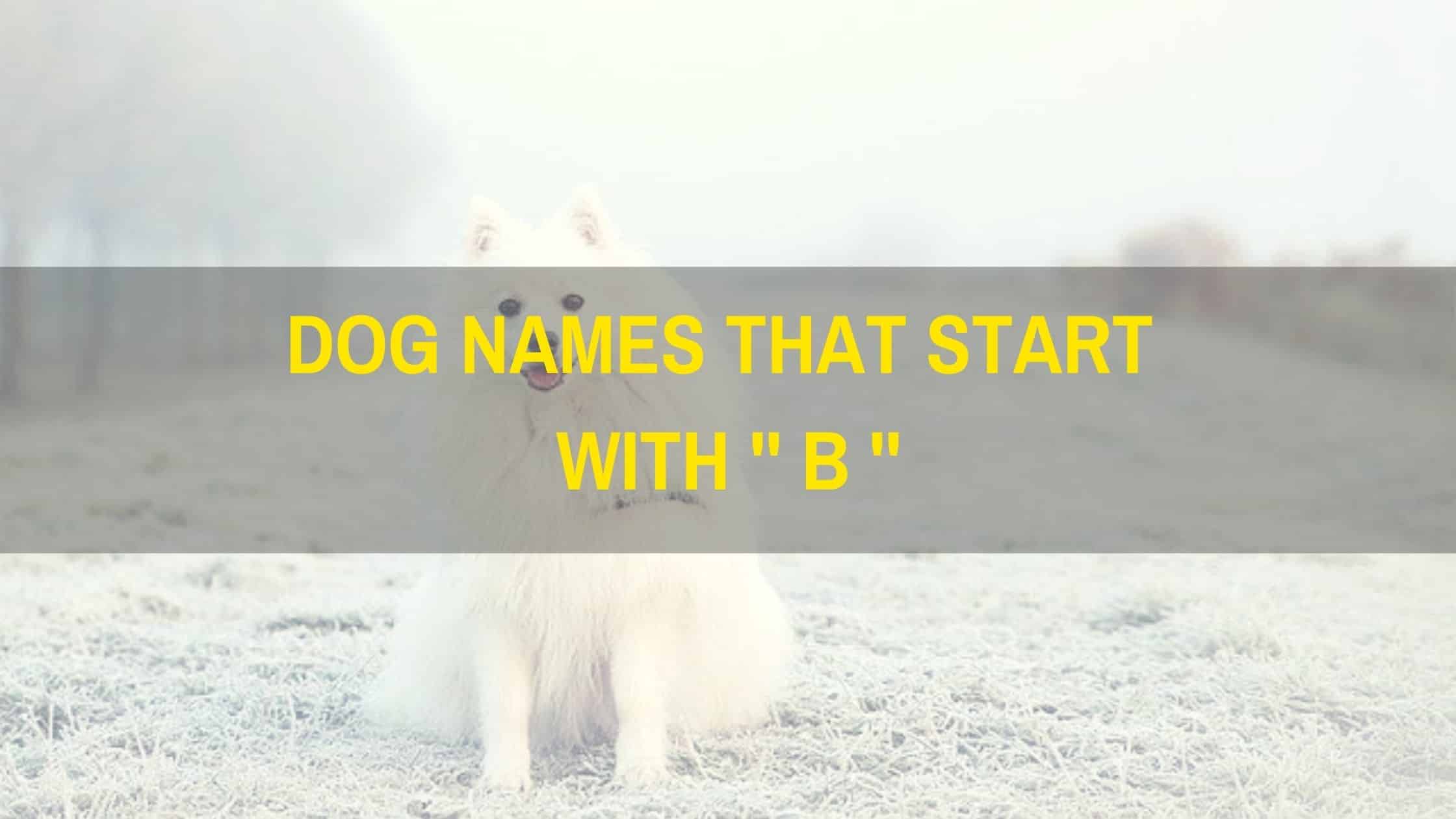 Female Dog Names Beginning With B