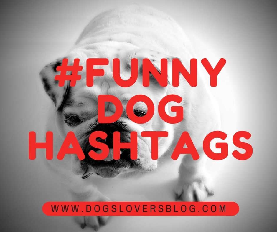 Funny Dog Hashtags - Best Popular Dog Hashtags 2023