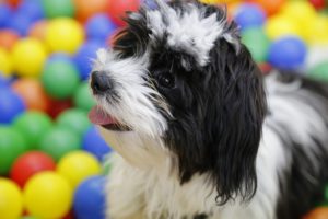 Gifts for Shih Tzu Lovers