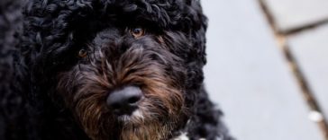 Portuguese Water Dog Names