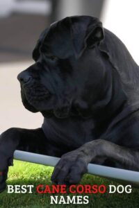 The Best Cane Corso Dog Names A Complete Guide to Choose the Perfect Name for Your Cane Corso