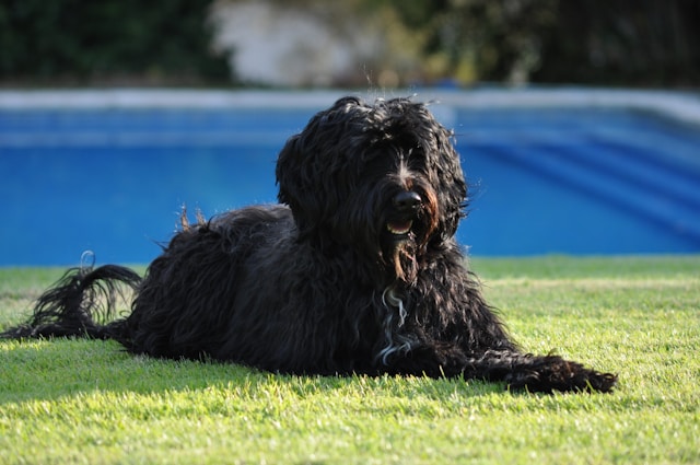 The Most Popular Portuguese Water Dog Names