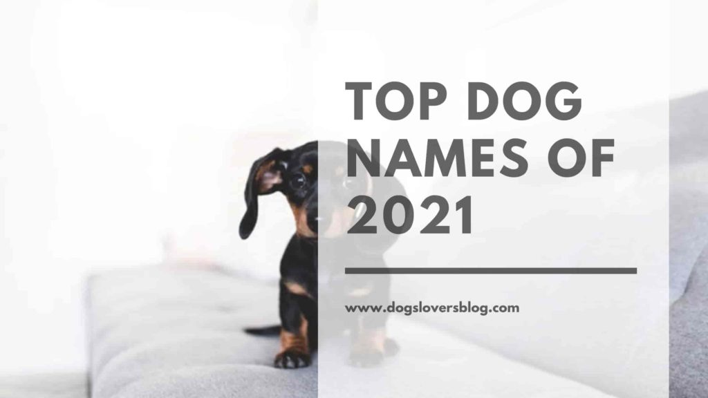 Top Dog Names of 2021 Browse Dozens of Awesome Ideas
