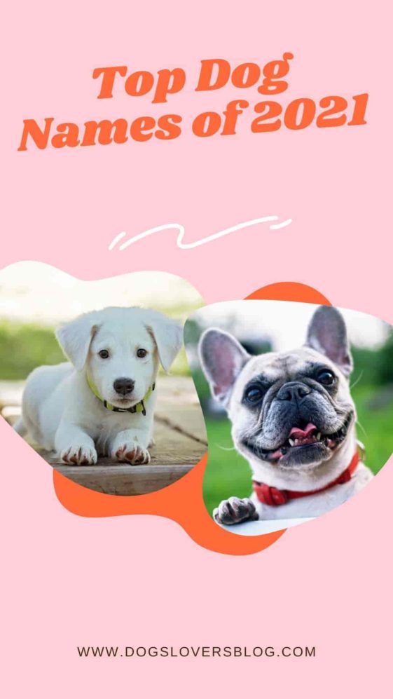 Top Dog Names of 2021 Browse Dozens of Awesome Ideas