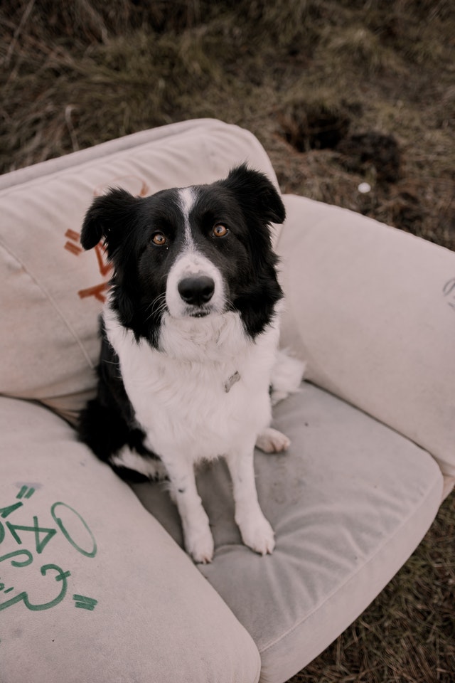 black and white dog names