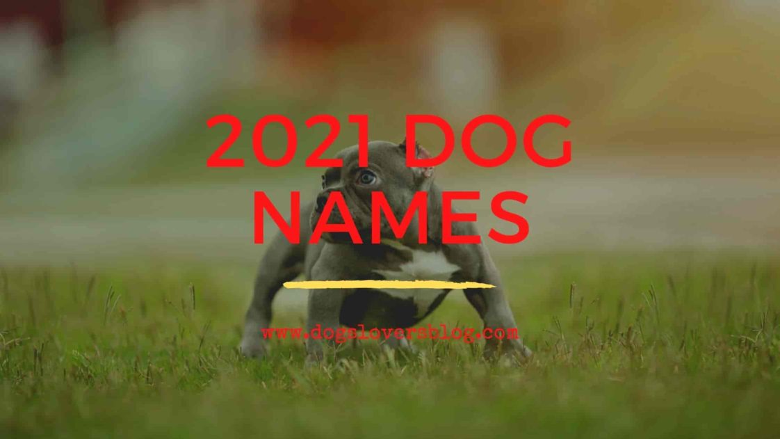 The Best 2021 Dog Names Unique Dog Names Girl & Boy List In 2021