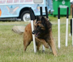 Belgian Tervuren - Best Guard Dog Breeds